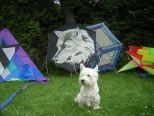 Benny und der Wolf