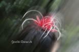 Gothic Treffen 2011